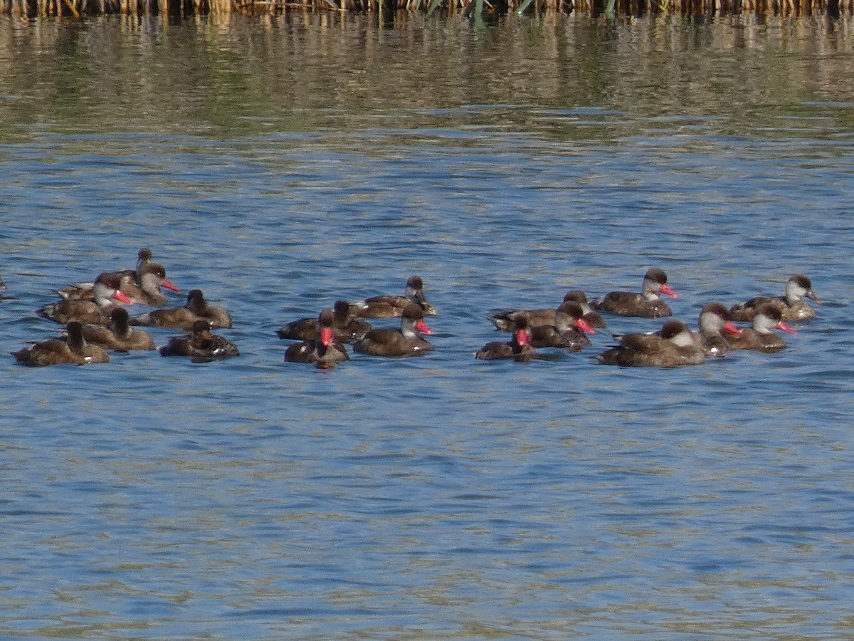 zrzohlávka rudozobá - ML644391510