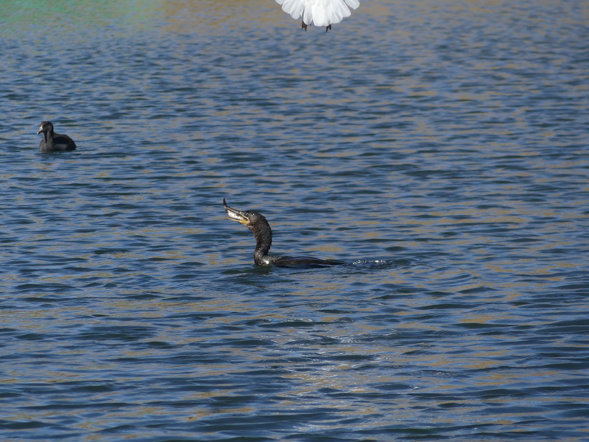 flodskarv - ML644391513