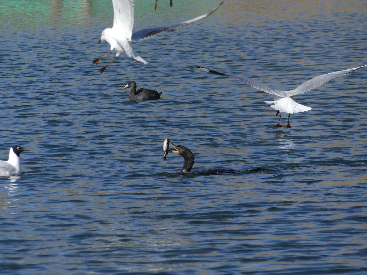 flodskarv - ML644391514