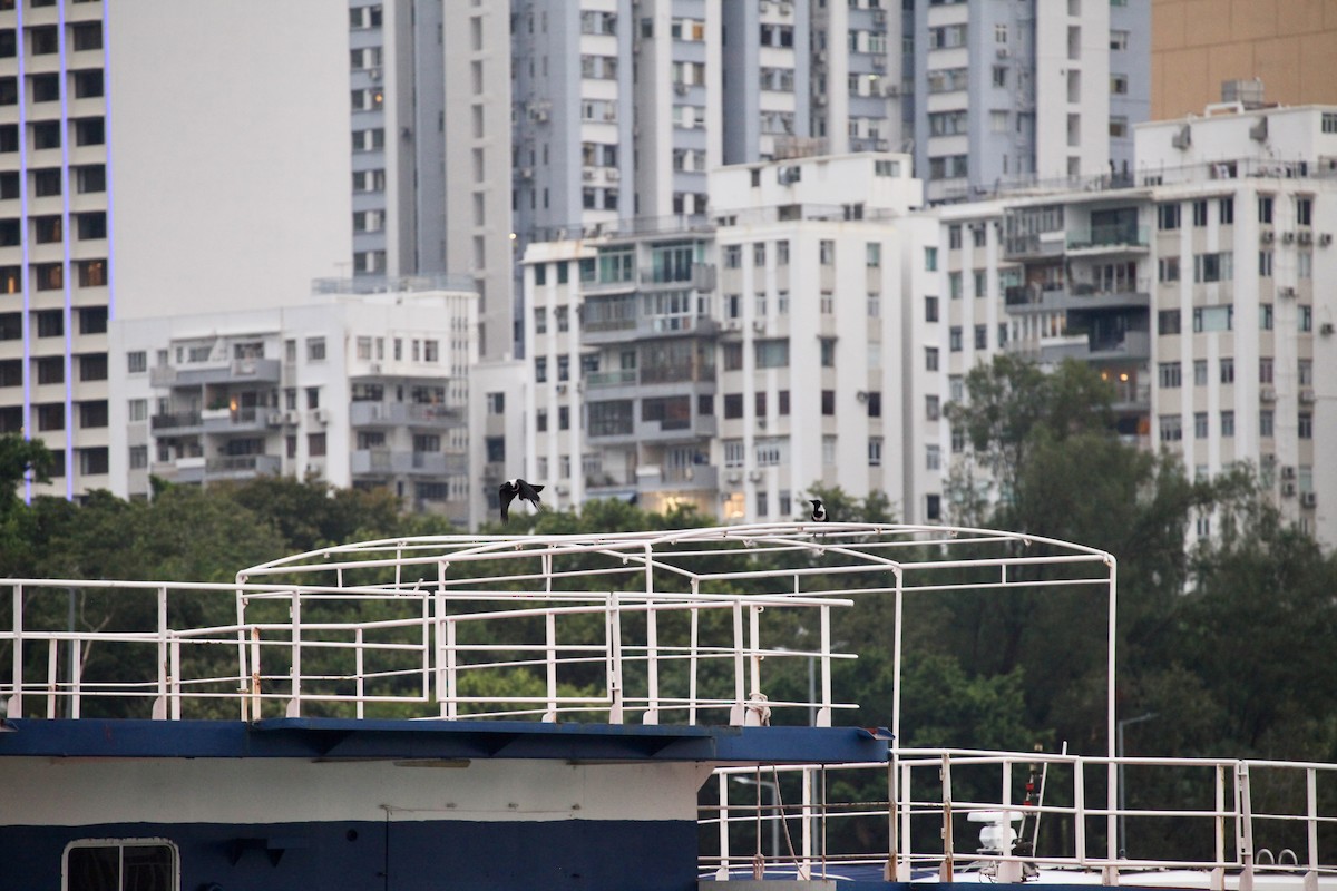 クビワガラス - ML644391518