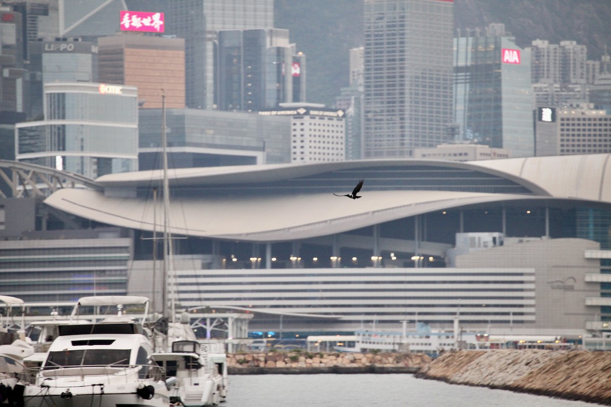 クビワガラス - ML644391519