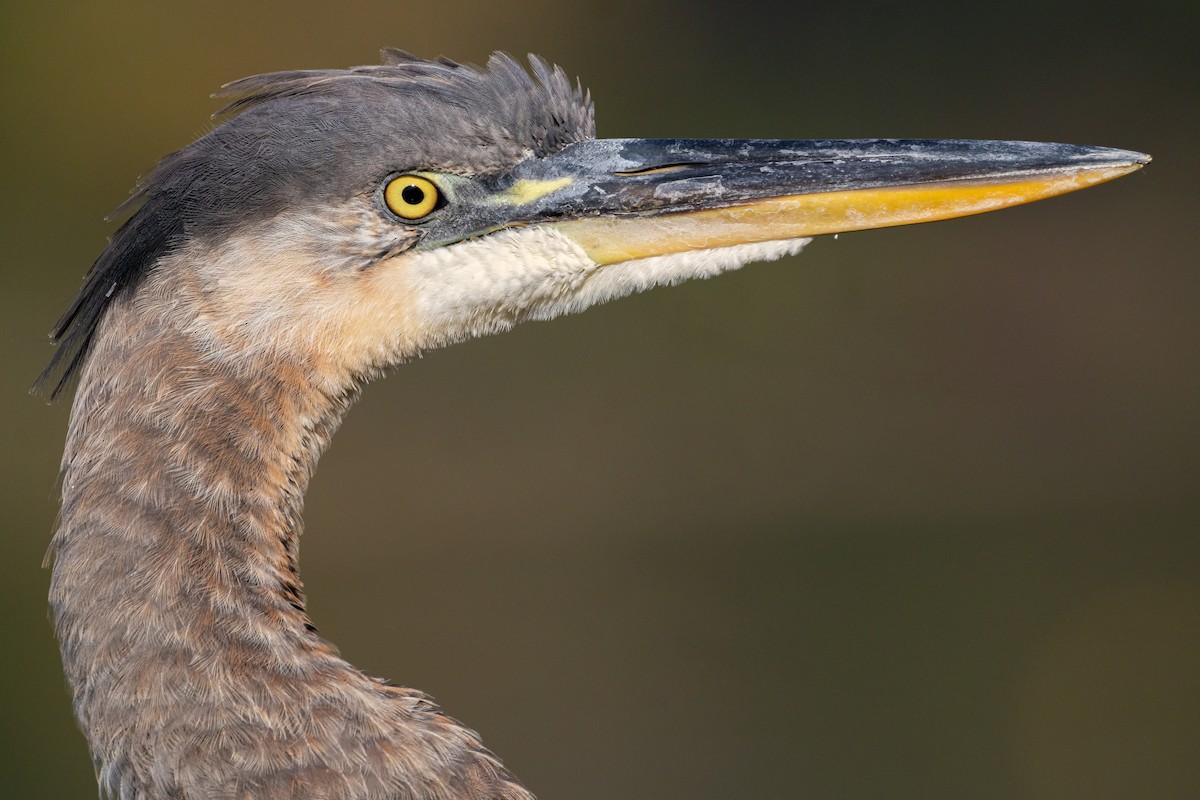 Koartza hauskara amerikarra - ML644391522