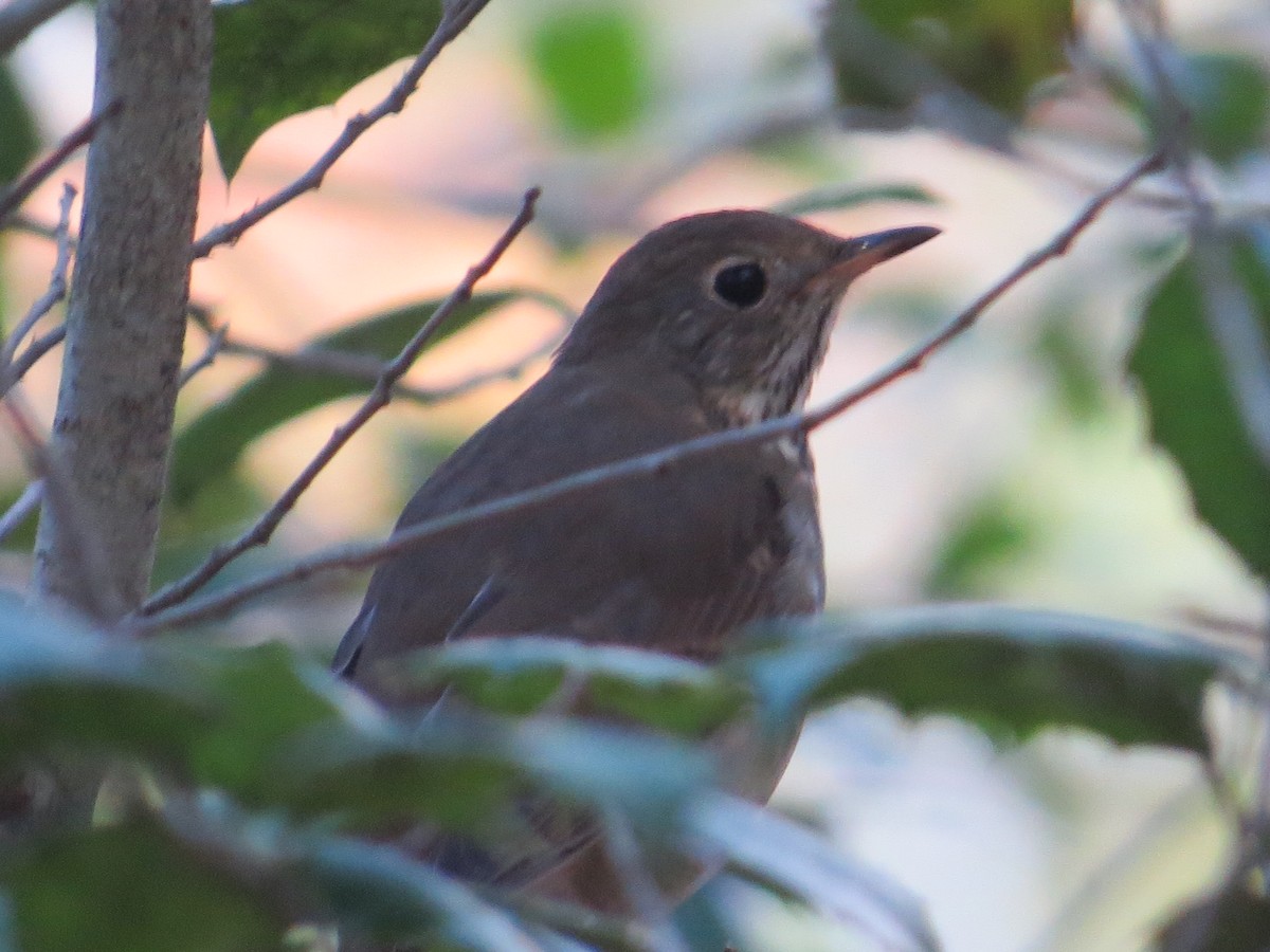 Einsiedler-Musendrossel - ML644391535