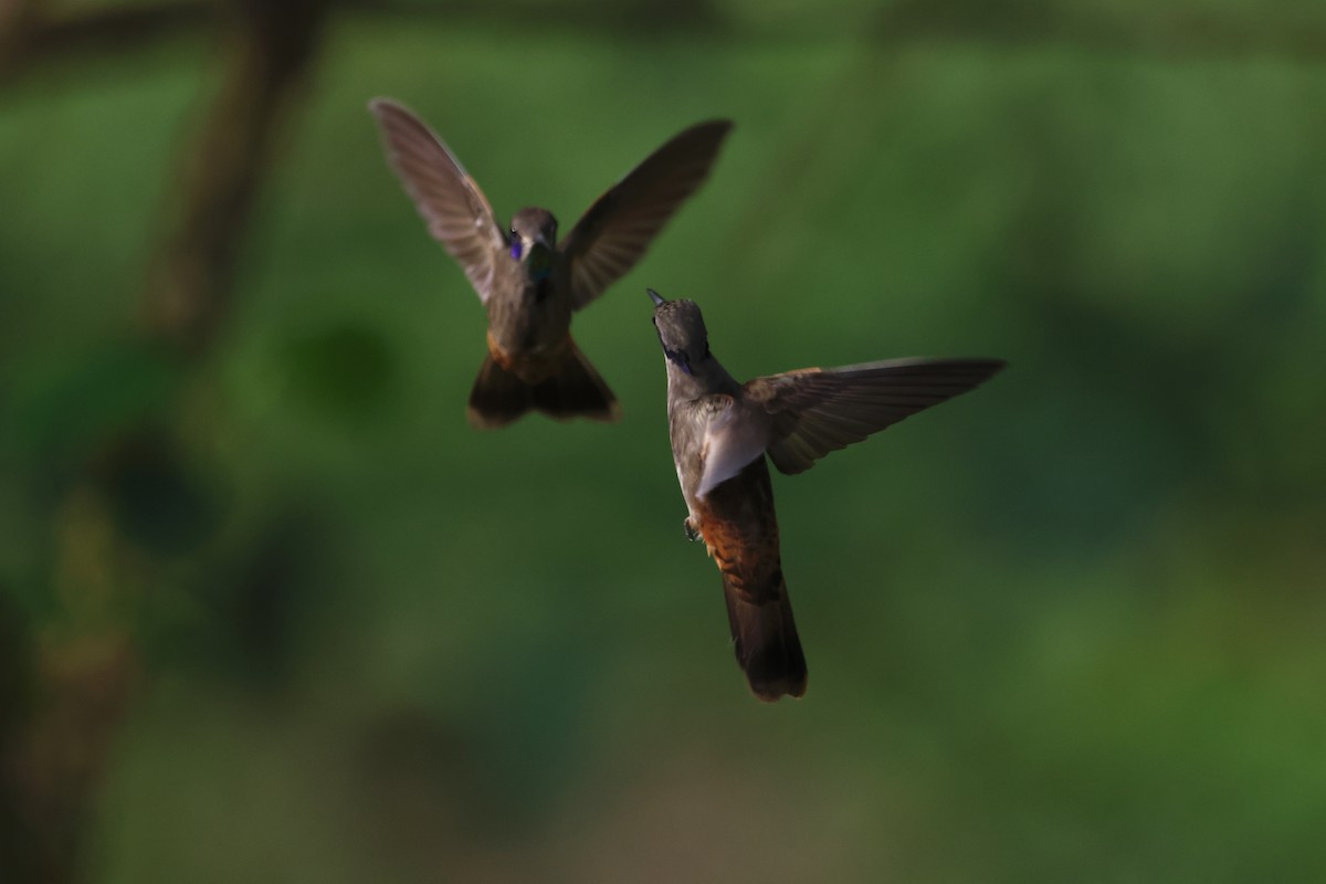 brunkolibri - ML644391538