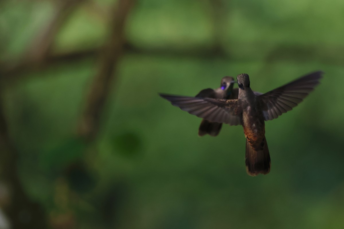 brunkolibri - ML644391539