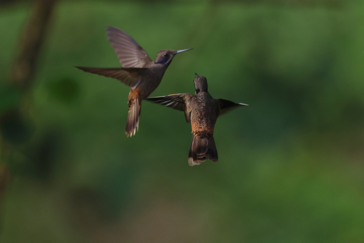 brunkolibri - ML644391540