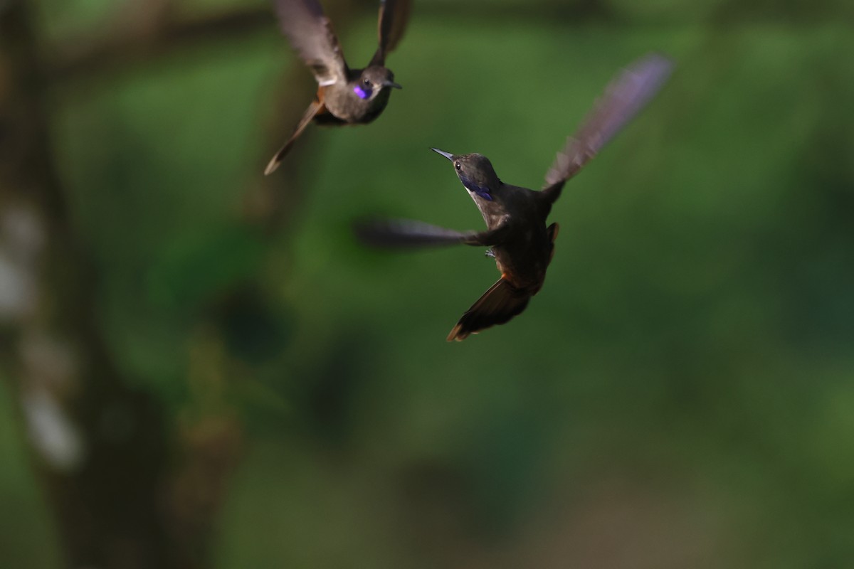 brunkolibri - ML644391541