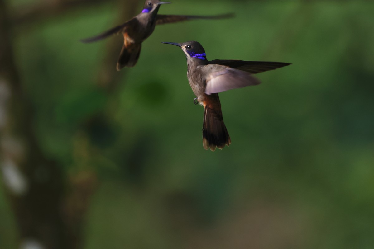 brunkolibri - ML644391542