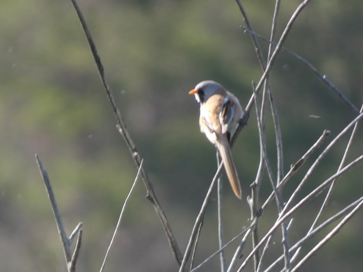 ヒゲガラ - ML644391556