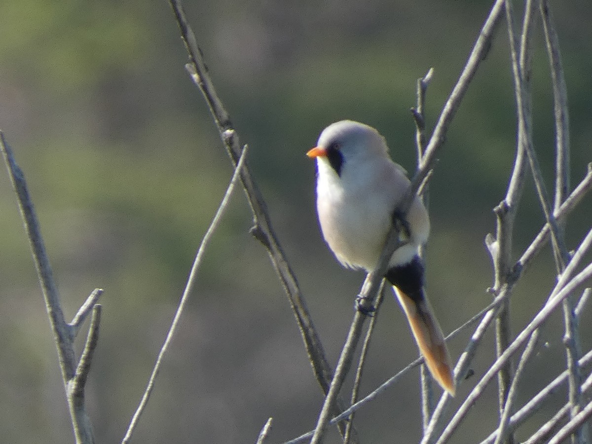 ヒゲガラ - ML644391560