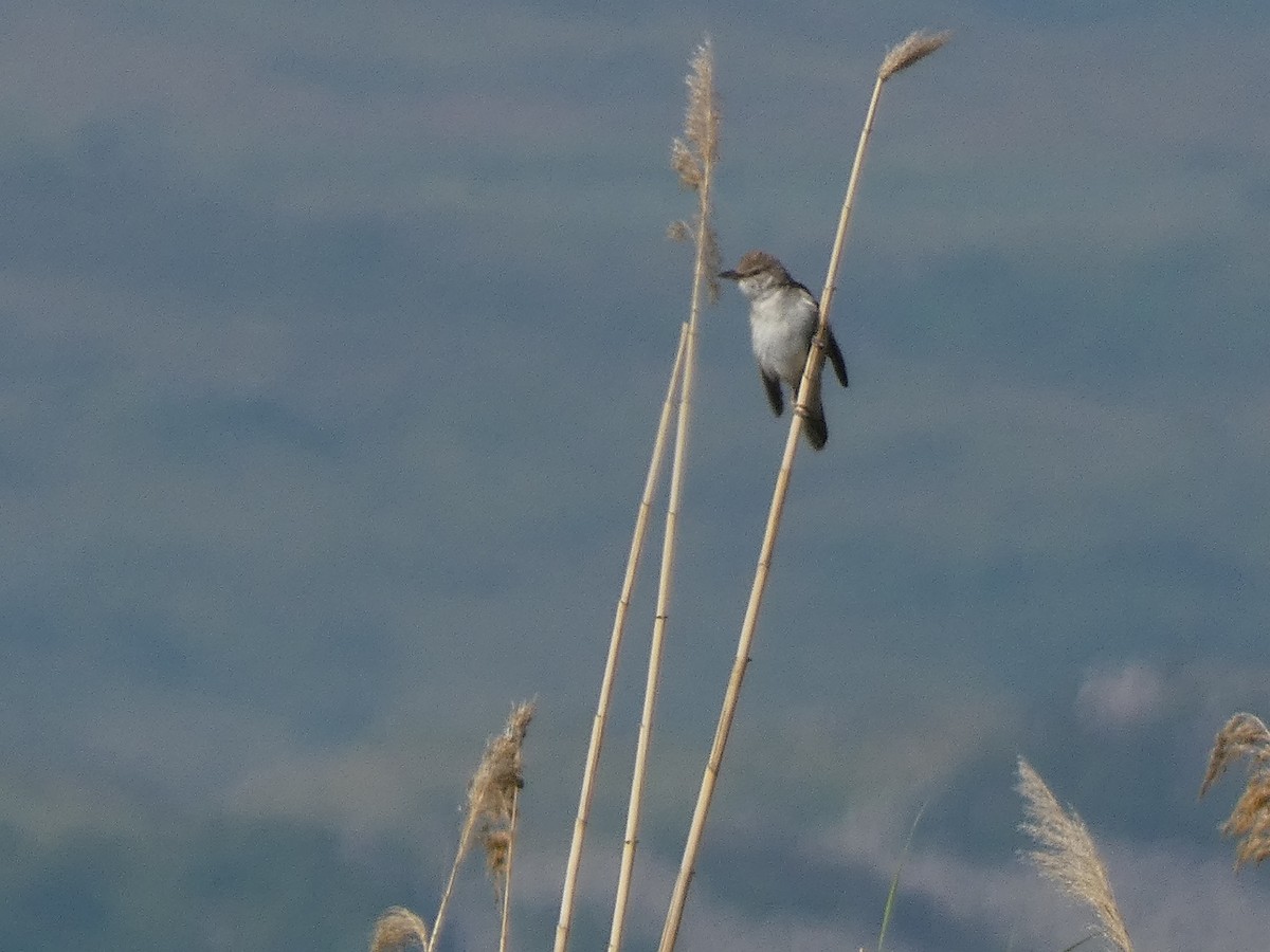 Great Reed Warbler - ML644391567