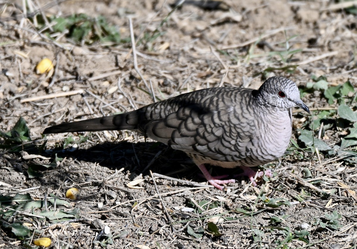 Colombe inca - ML644391569