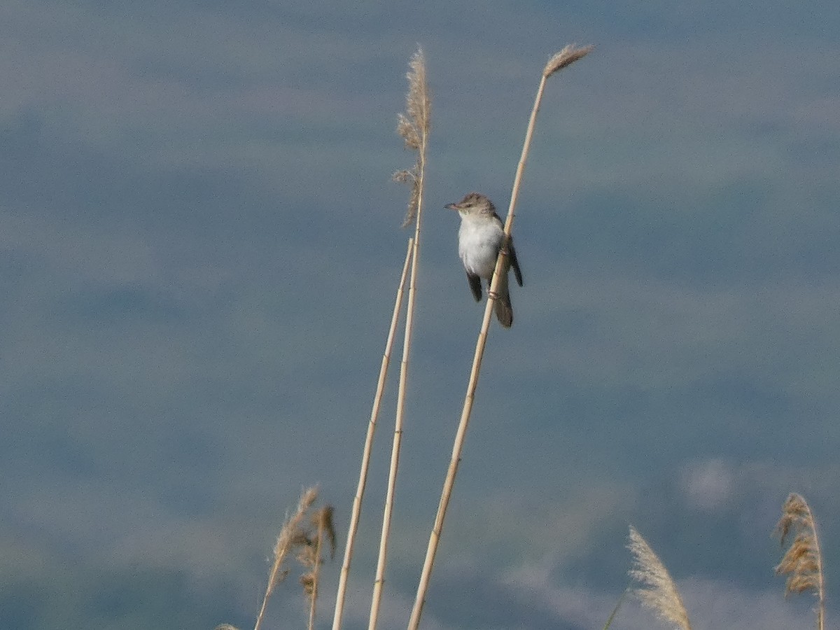 Great Reed Warbler - ML644391571