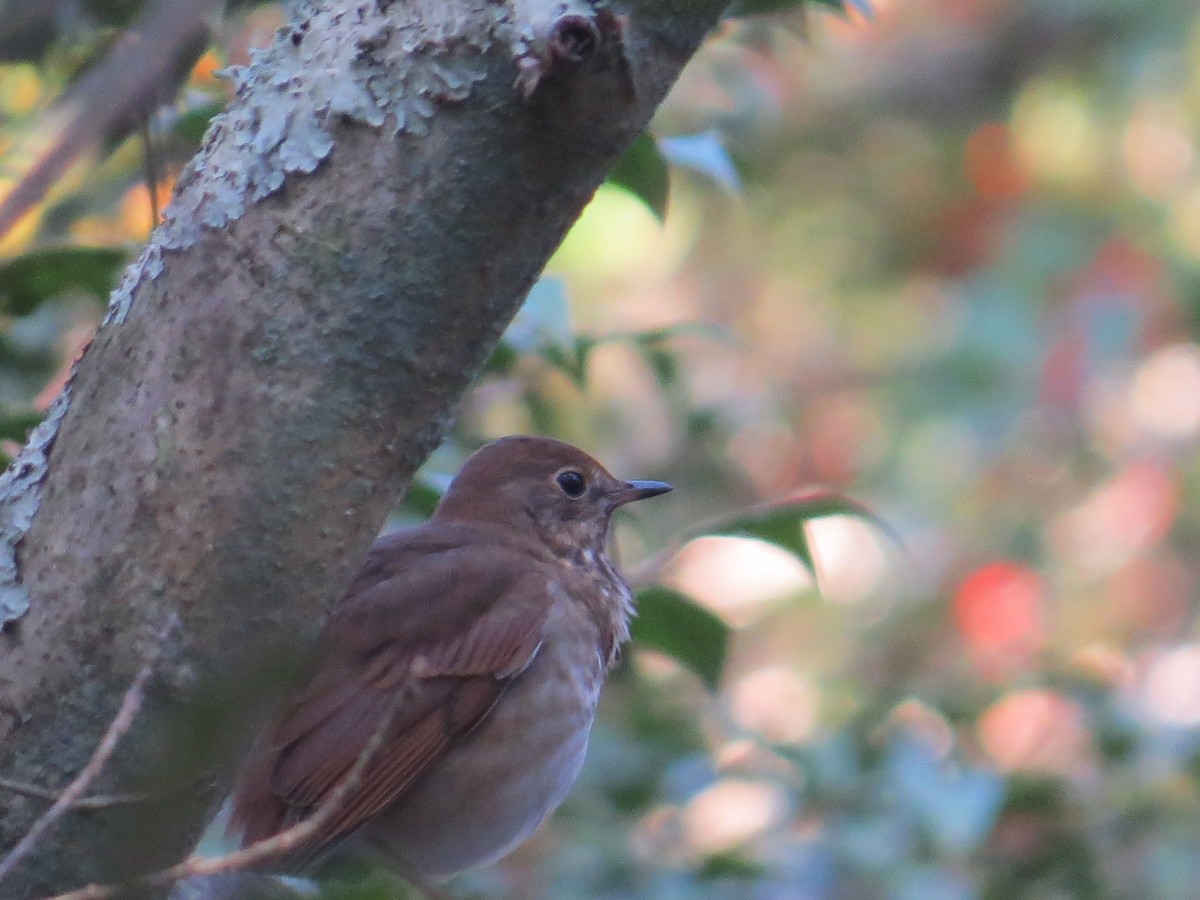 Einsiedler-Musendrossel - ML644391572