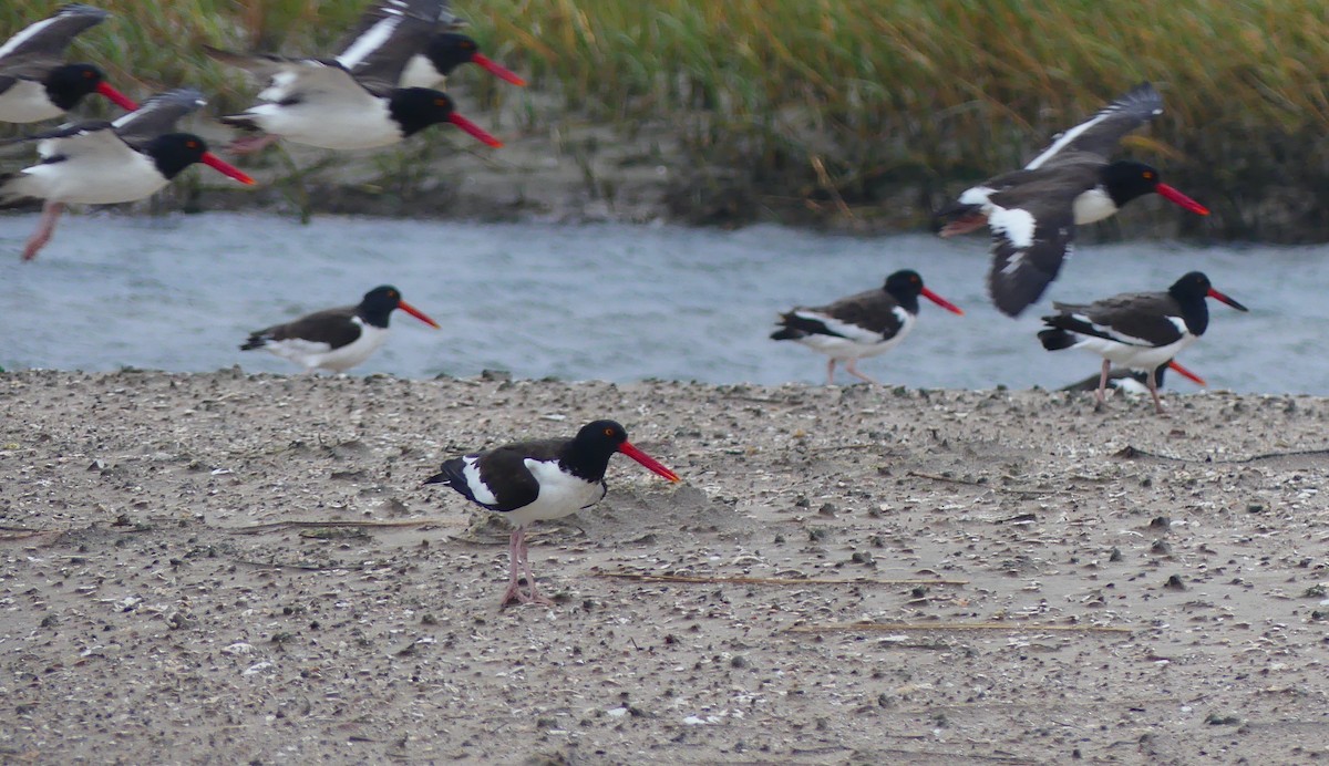 American Oystercatcher - ML644391584