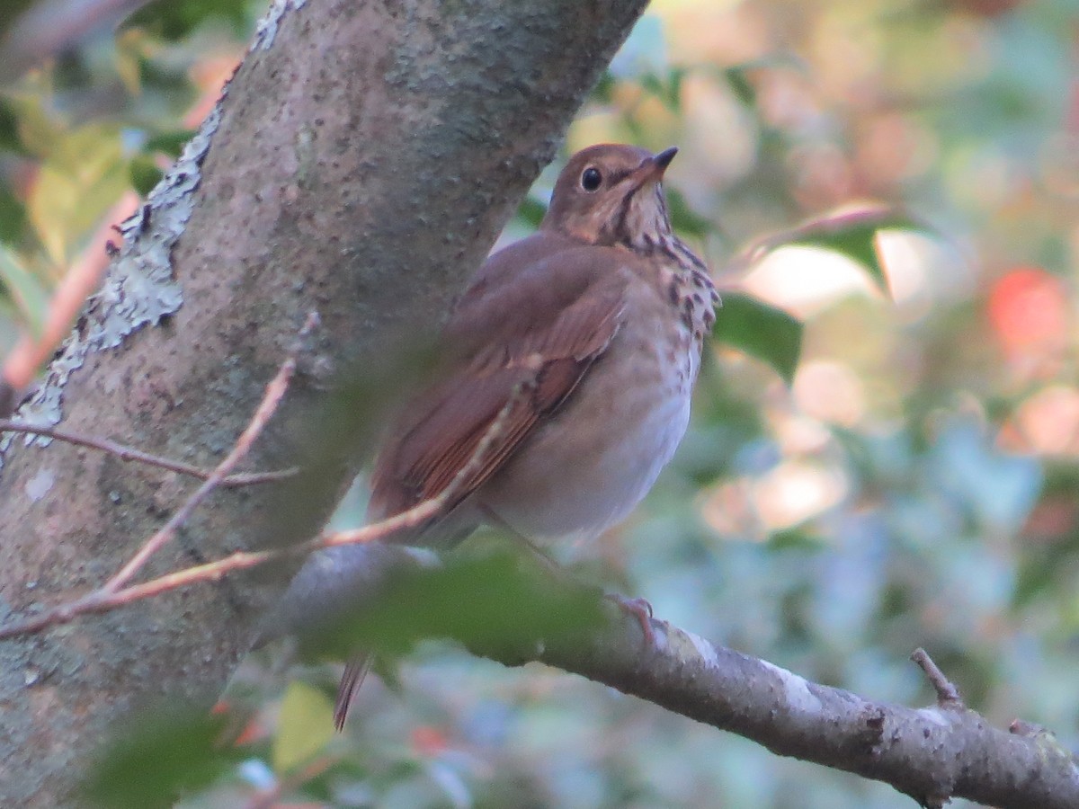 Einsiedler-Musendrossel - ML644391585