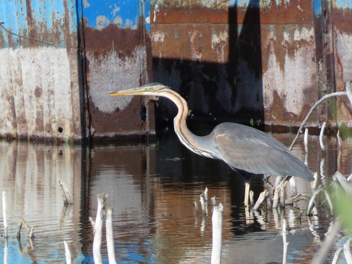 Purple Heron - ML644391586