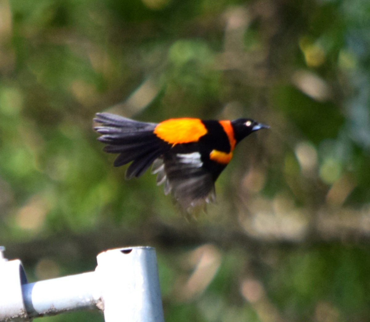 Campo Troupial - ML644391587