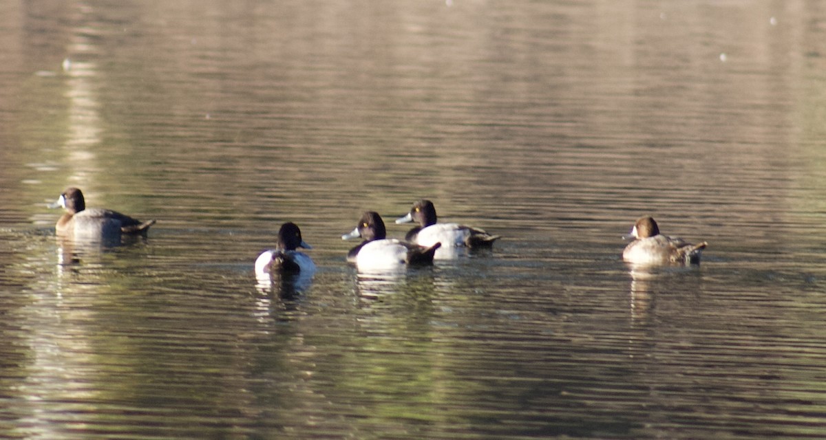 Lesser Scaup - ML644391590