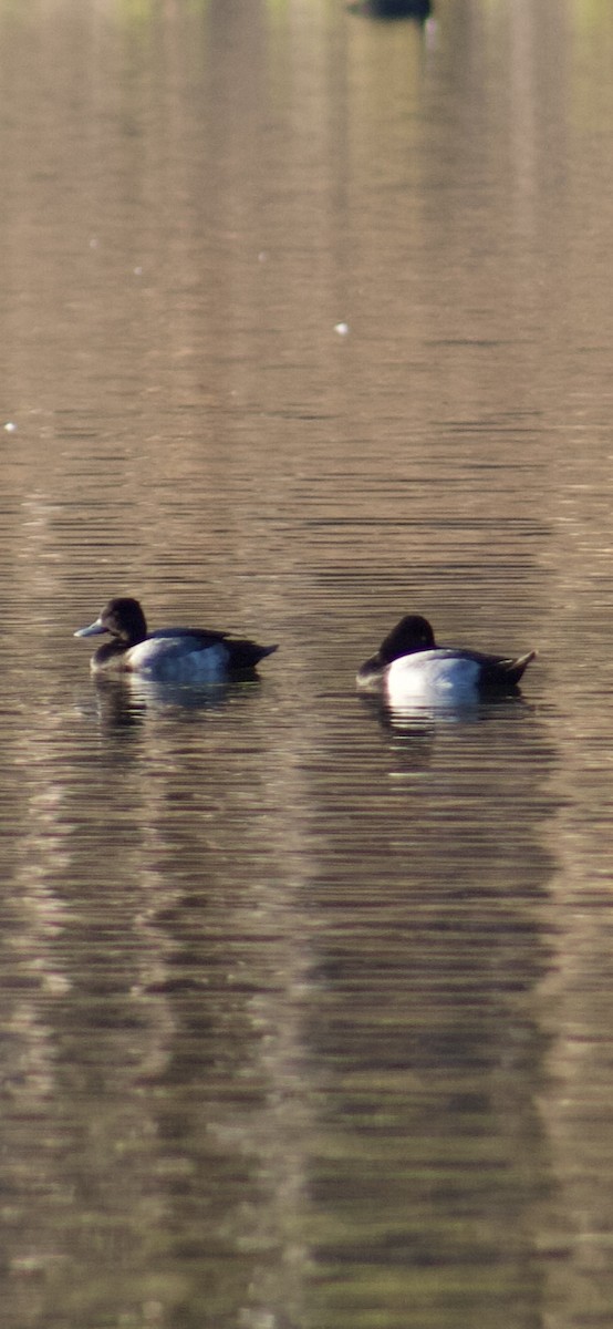 Lesser Scaup - ML644391591