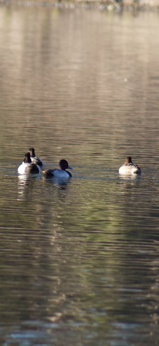 Lesser Scaup - ML644391592