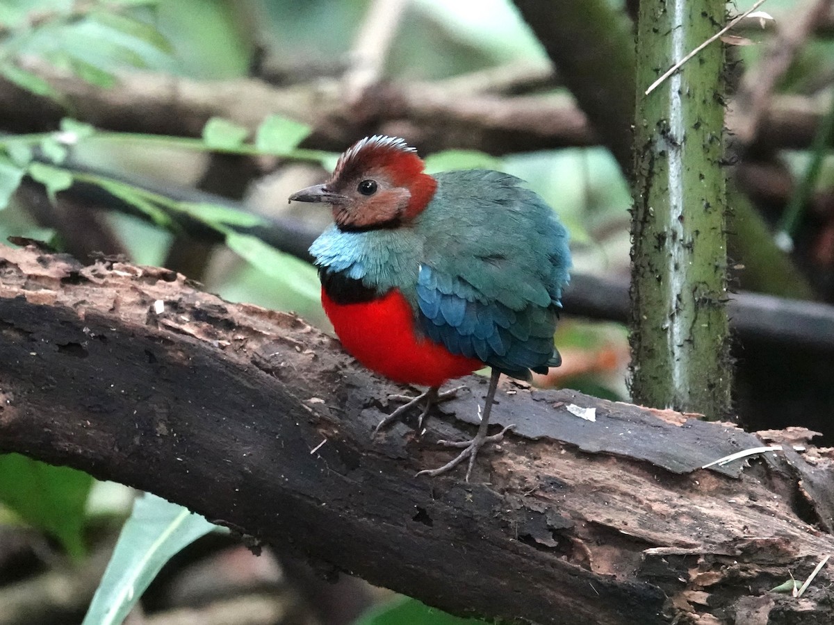 Sulawesi Pitta (Sulawesi) - ML644391594