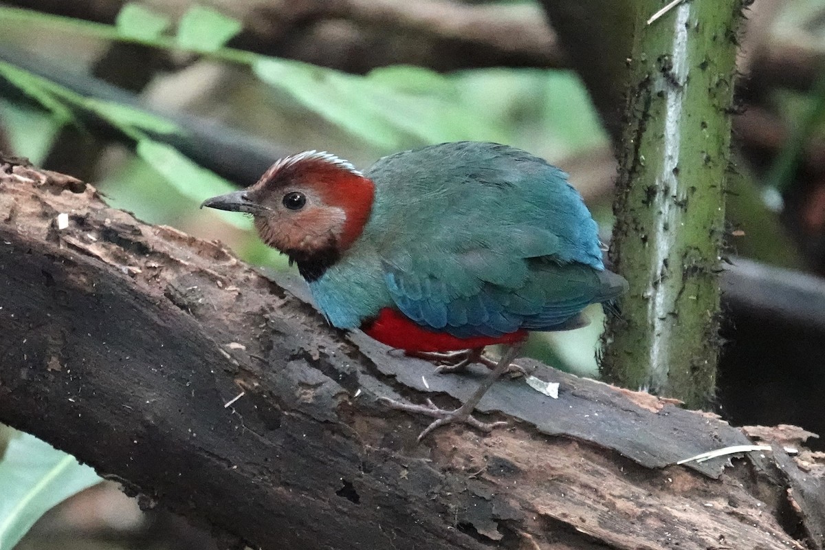 Sulawesi Pitta (Sulawesi) - ML644391598