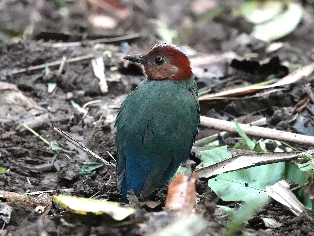 Sulawesi Pitta (Sulawesi) - ML644391600