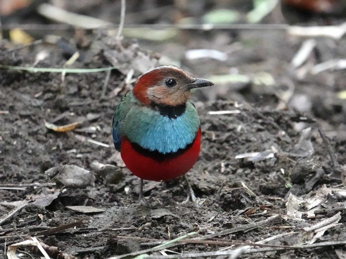 Sulawesi Pitta (Sulawesi) - ML644391601