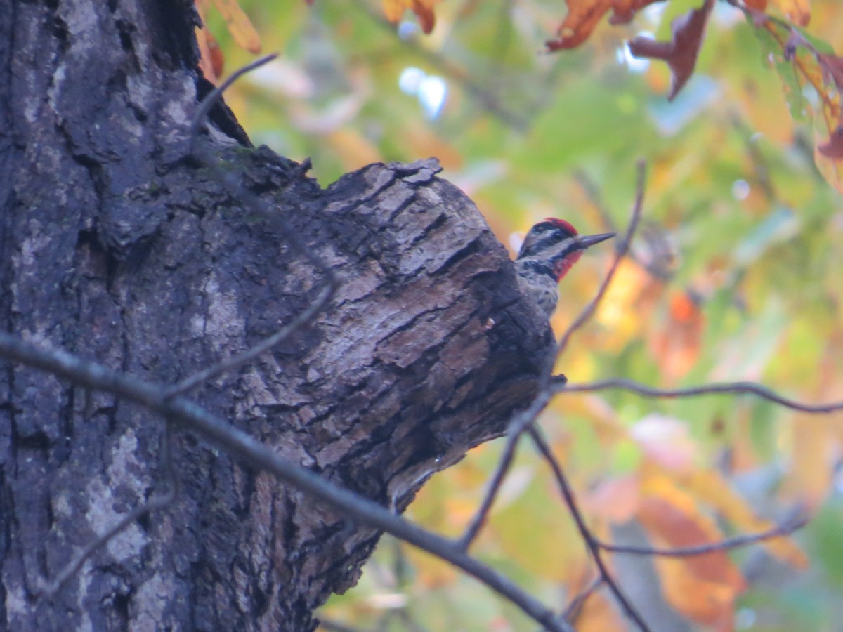 Gelbbauch-Saftlecker - ML644391603