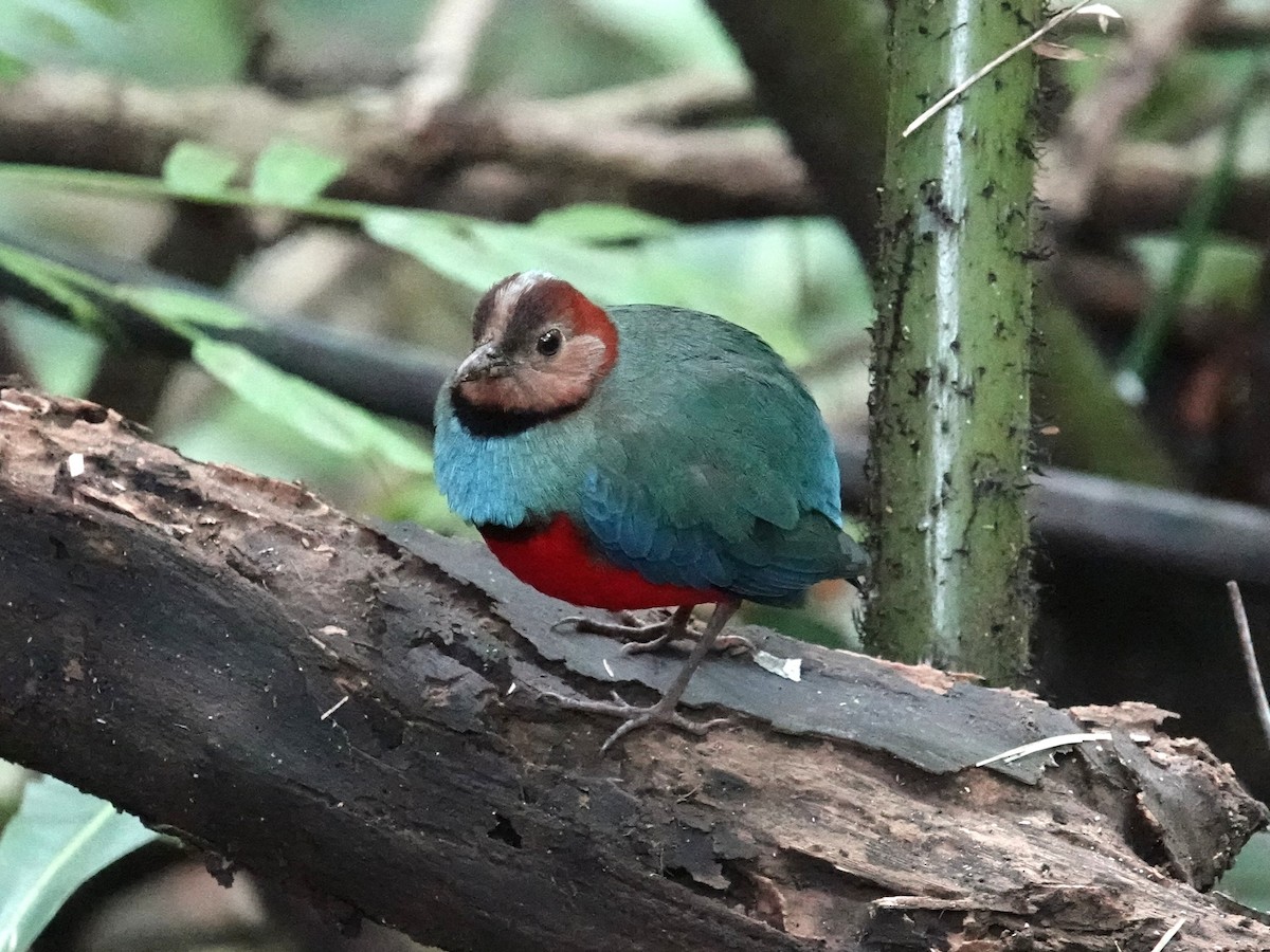 Sulawesi Pitta (Sulawesi) - ML644391604