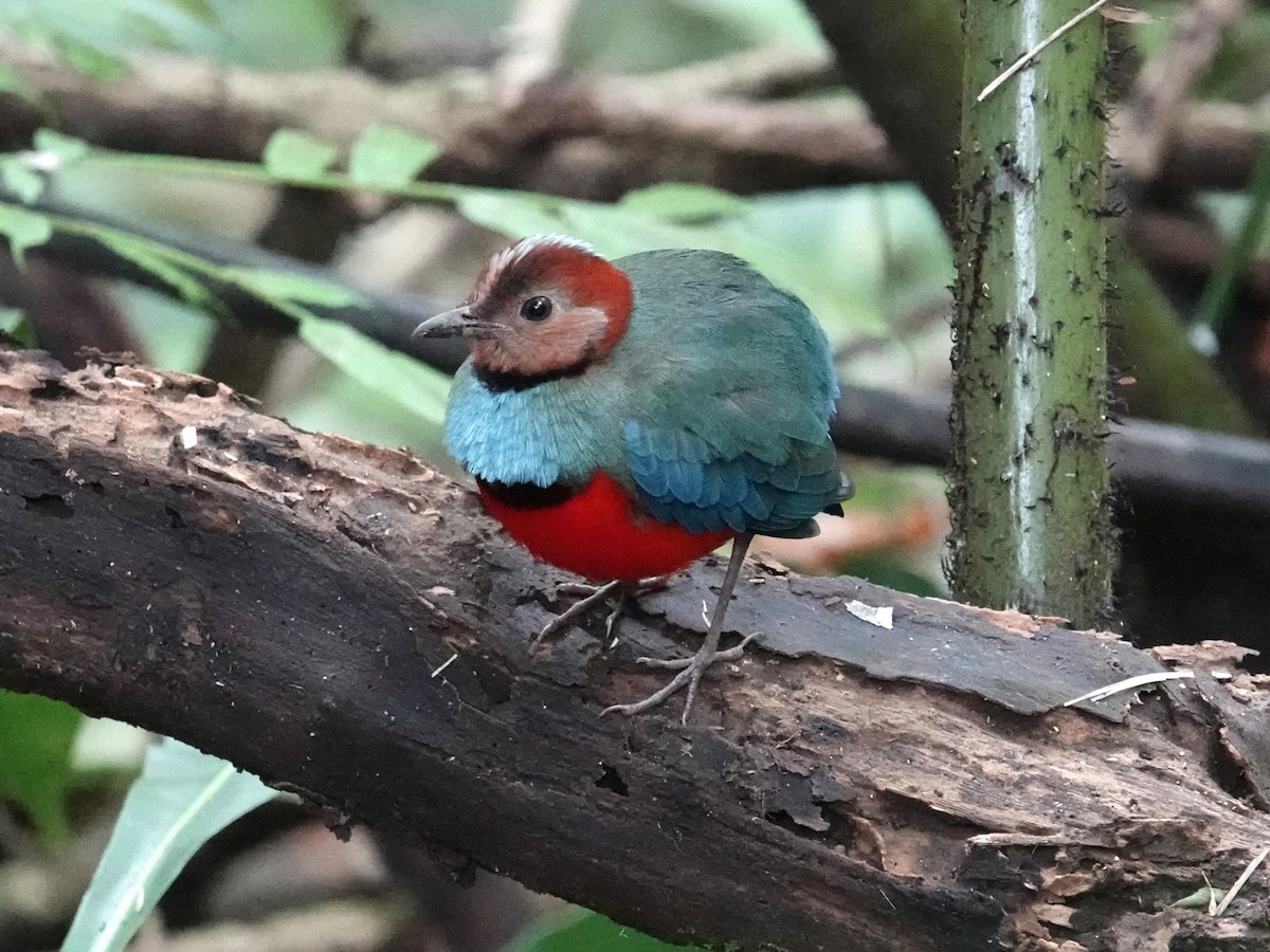 Sulawesi Pitta (Sulawesi) - ML644391605