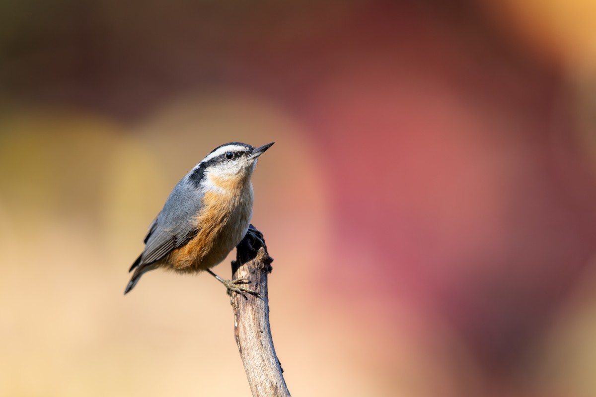 Red-breasted Nuthatch - ML644391606
