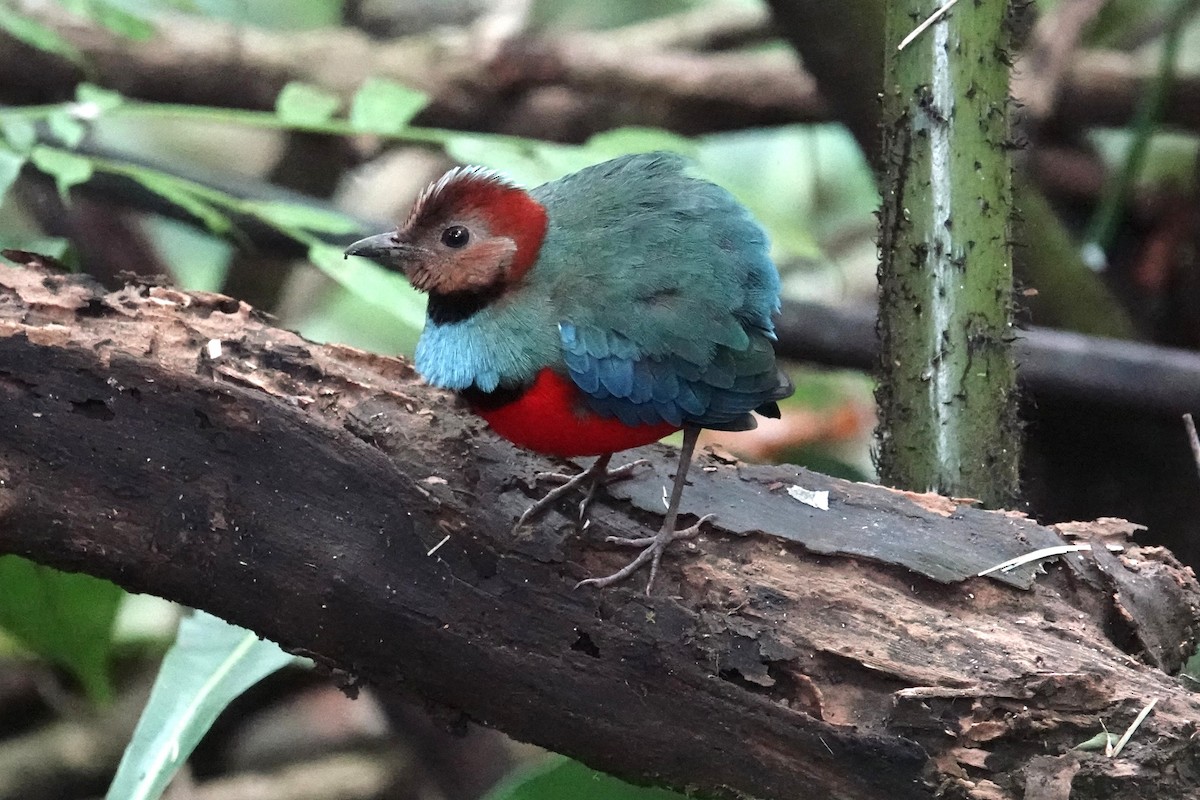 Sulawesi Pitta (Sulawesi) - ML644391610