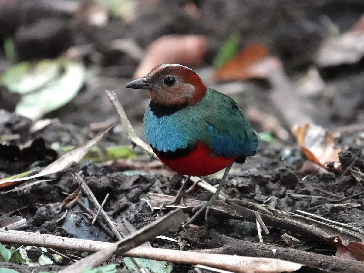 Sulawesi Pitta (Sulawesi) - ML644391611