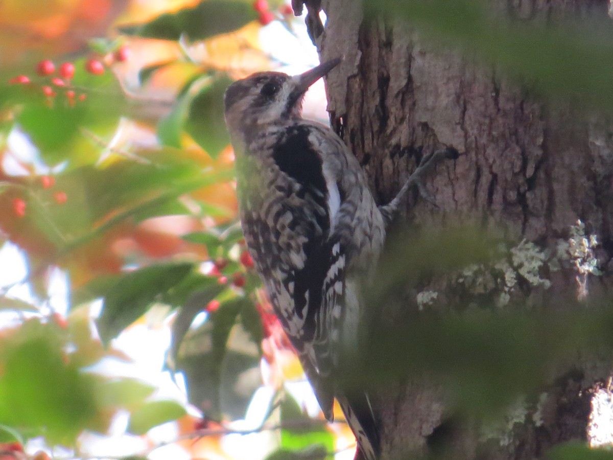 Gelbbauch-Saftlecker - ML644391621