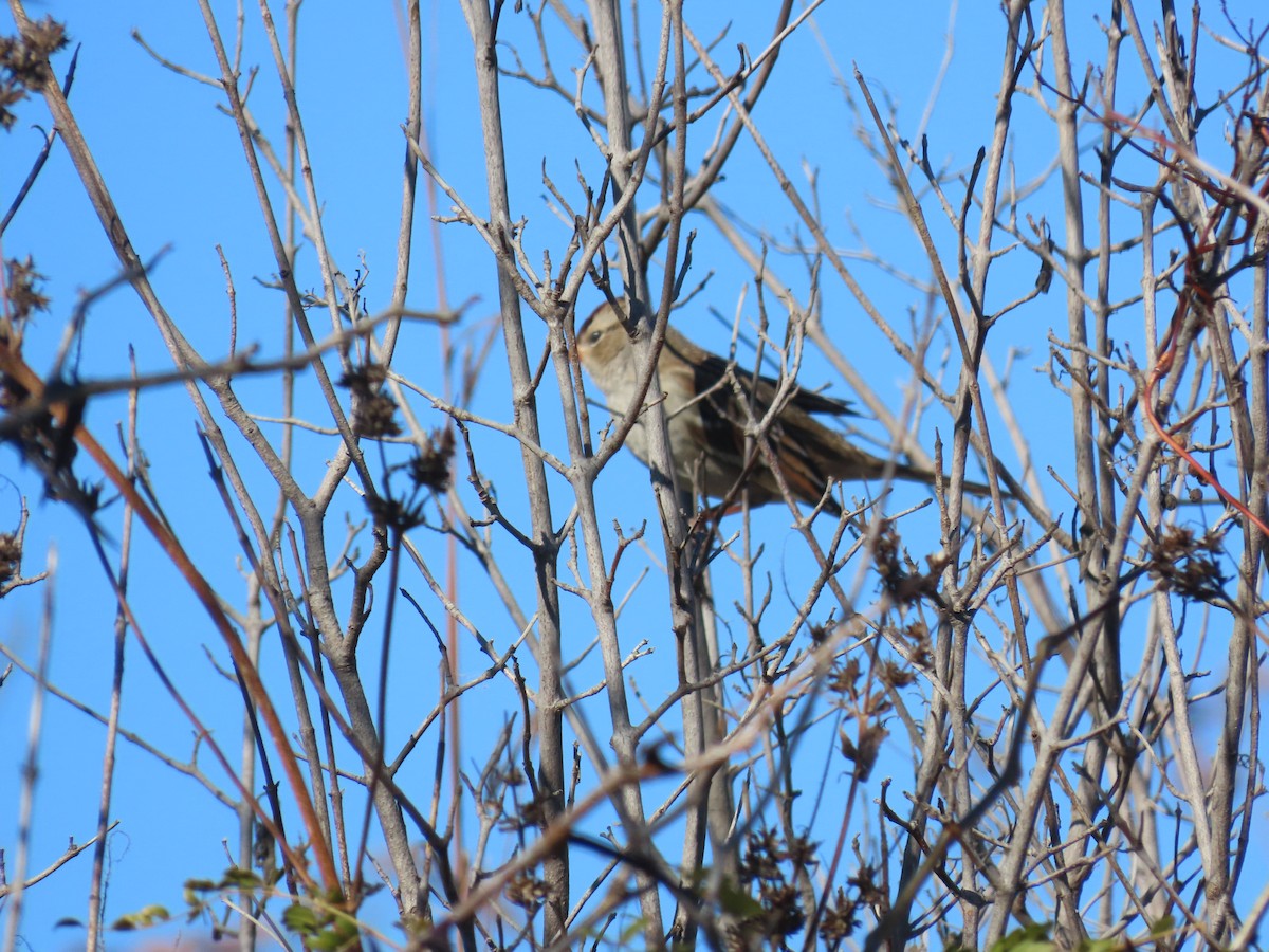 White-crowned Sparrow - ML644391622