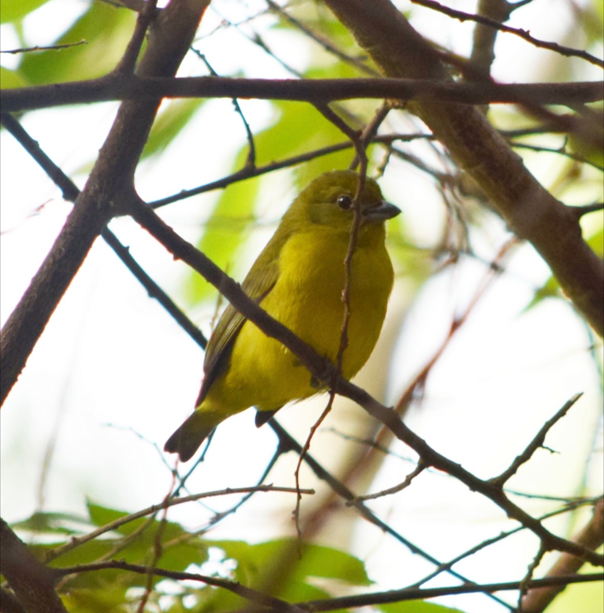 Violaceous Euphonia - ML644391626