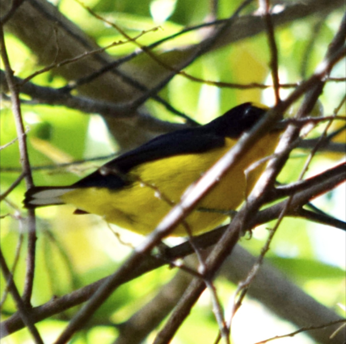 Violaceous Euphonia - ML644391627