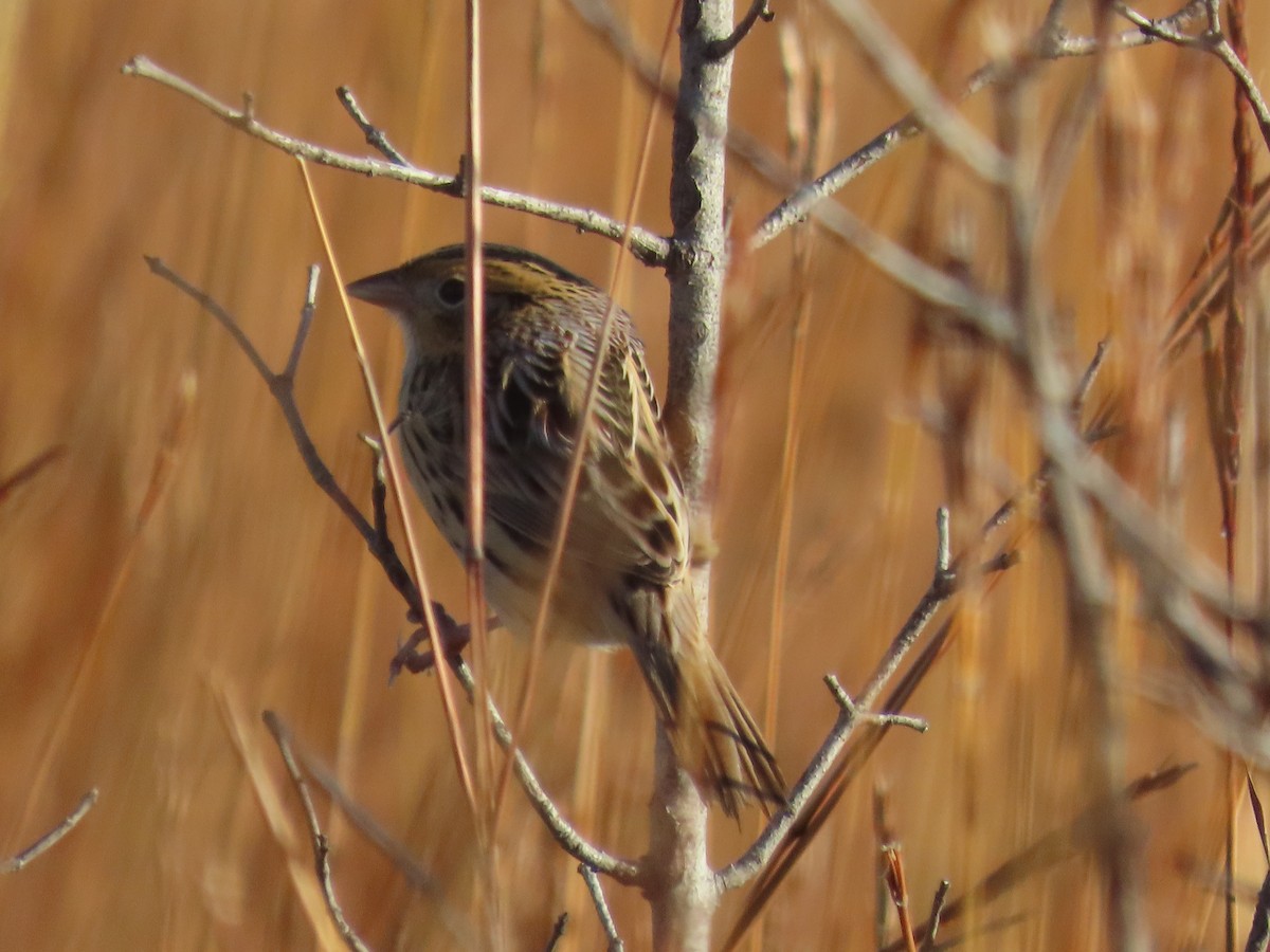 LeConte's Sparrow - ML644391634