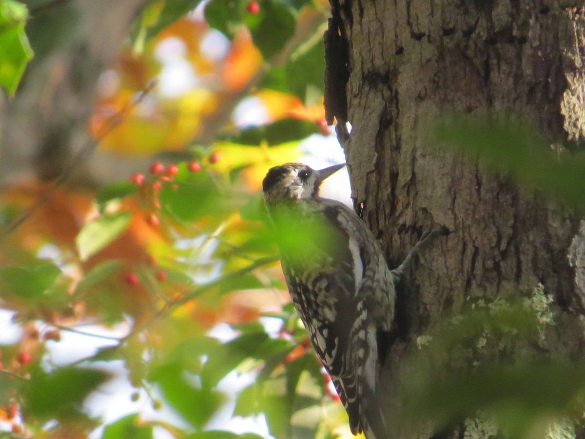 Gelbbauch-Saftlecker - ML644391639