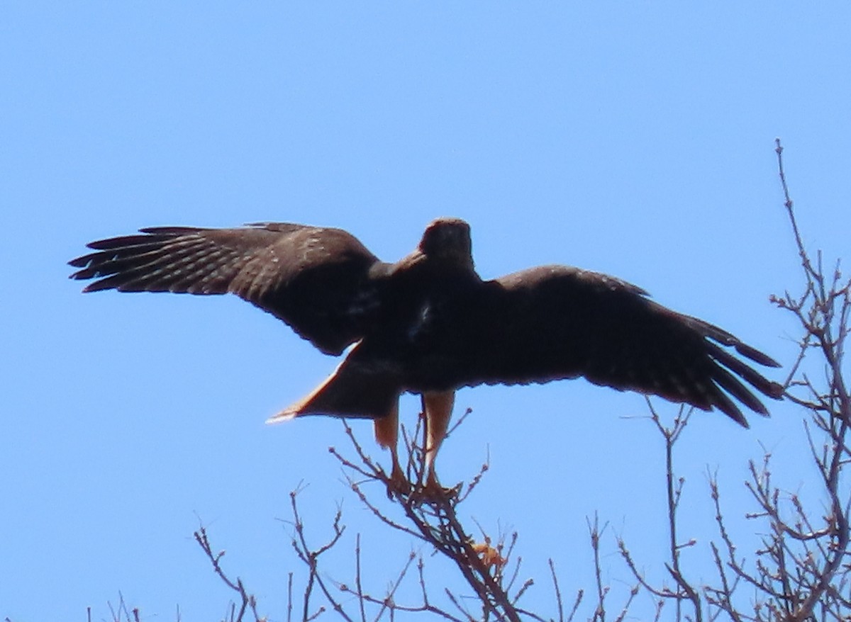 Red-tailed Hawk - ML644391640