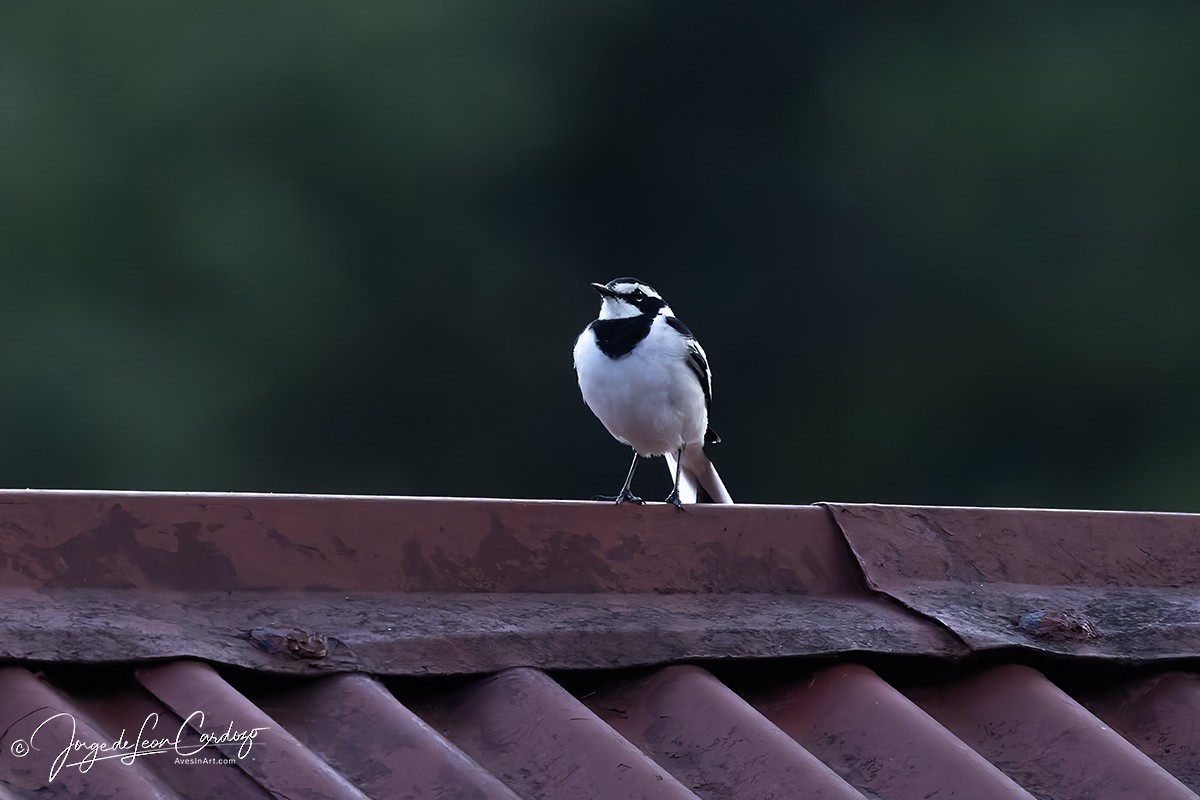 African Pied Wagtail - ML644391645