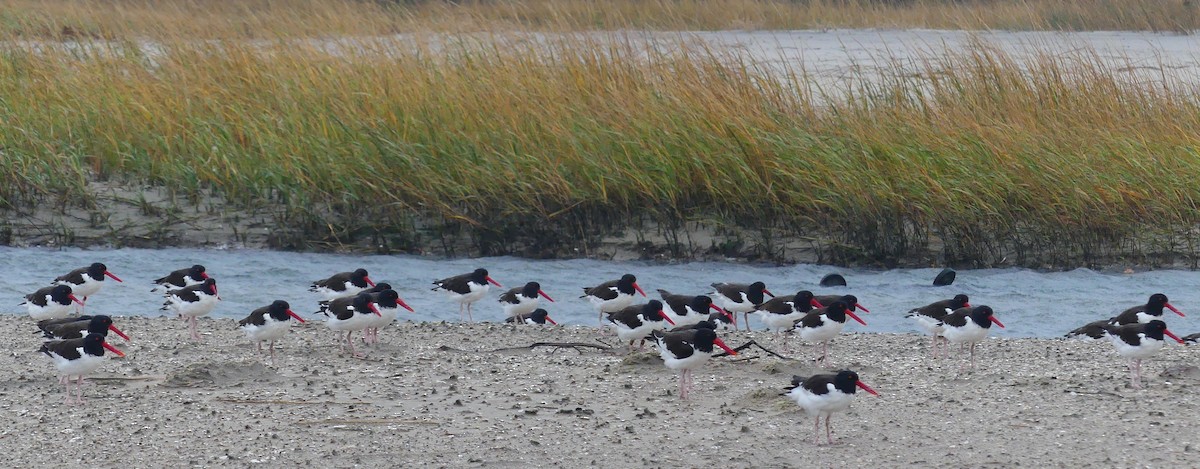 American Oystercatcher - ML644391650