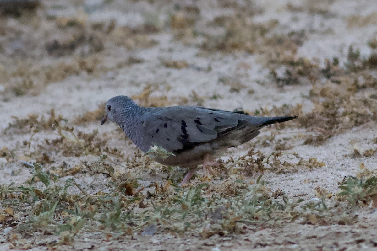 Common Ground Dove - ML644391654