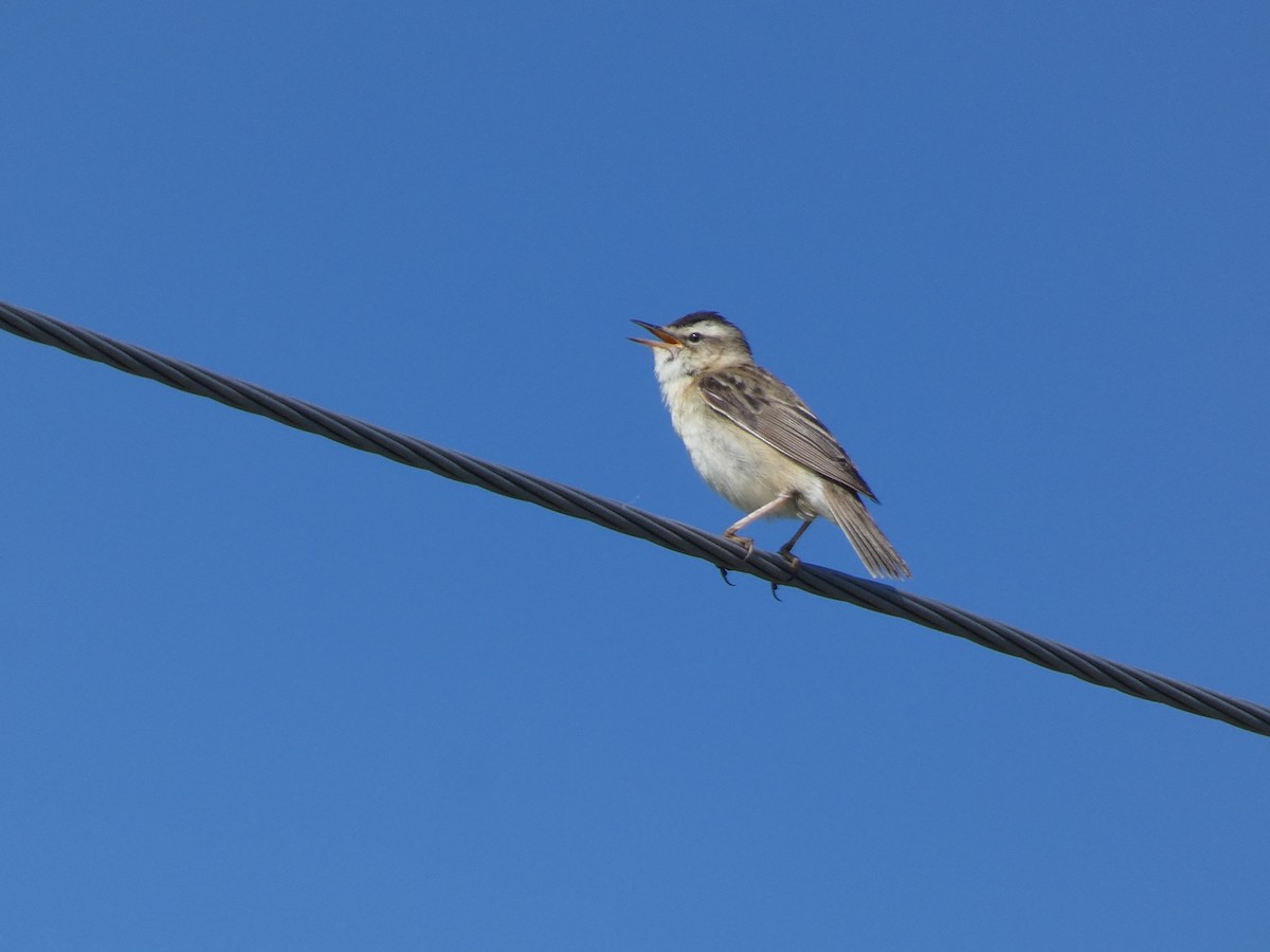 Sedge Warbler - ML644391661