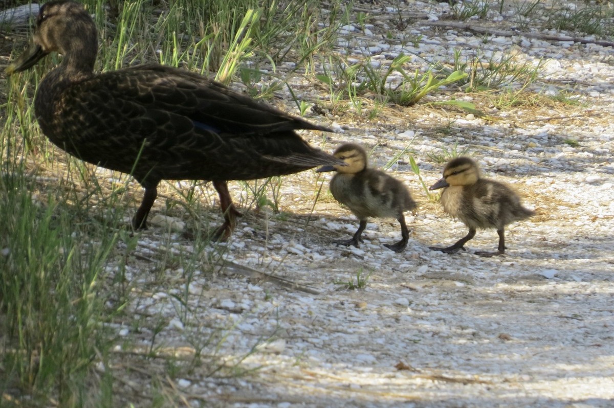 American Black Duck - ML644391662