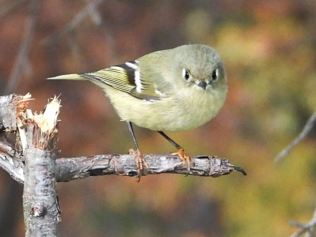 rubinfuglekonge - ML644391663