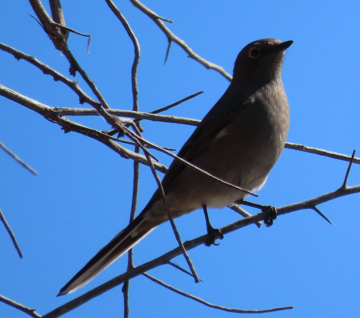 Townsend's Solitaire - ML644391667