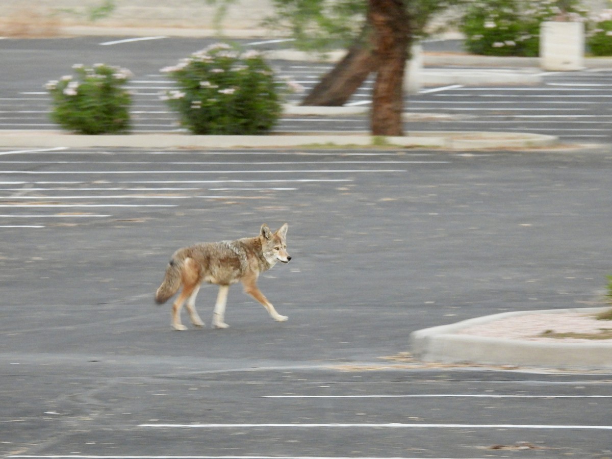 Coyote - ML644391674